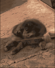 Click image for larger version

Name:	1593893740256.gif
Views:	218
Size:	2.07 MB
ID:	6049